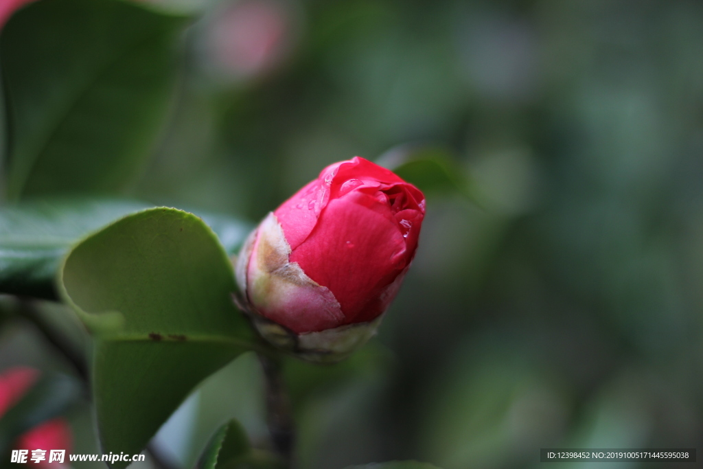 山茶花