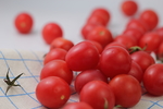水果番茄