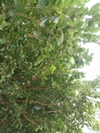 植物