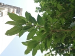 植物
