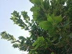 植物