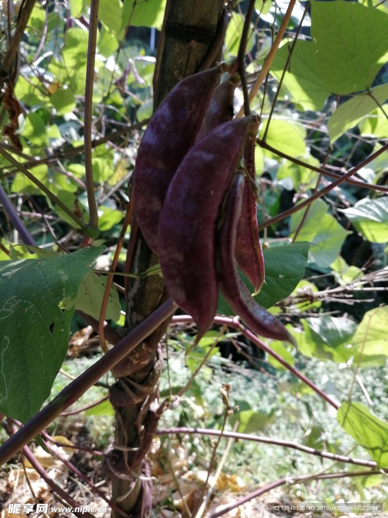 豆子