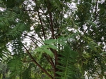 杉木
