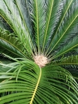 铁树