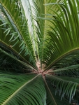 植物