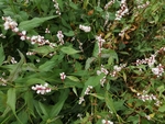 草