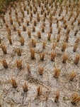 稻田