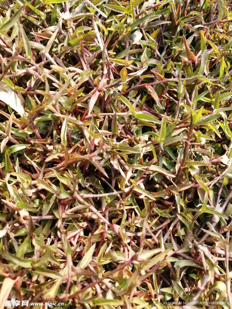 草
