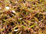 草