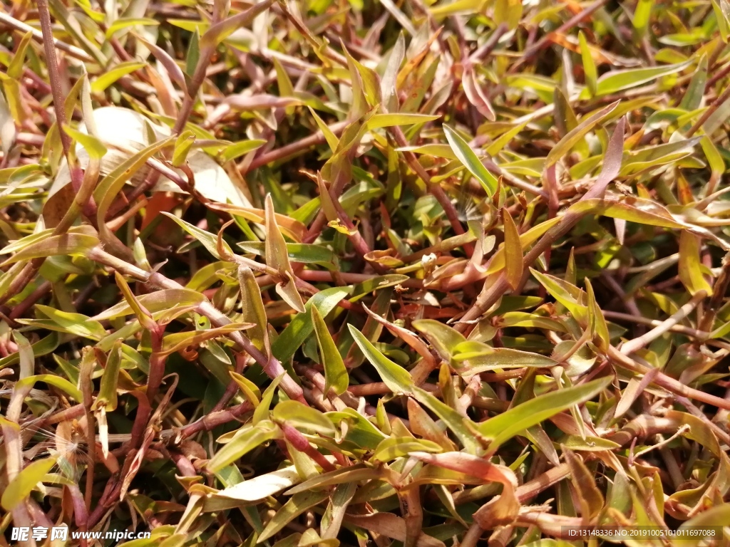 草