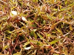 草