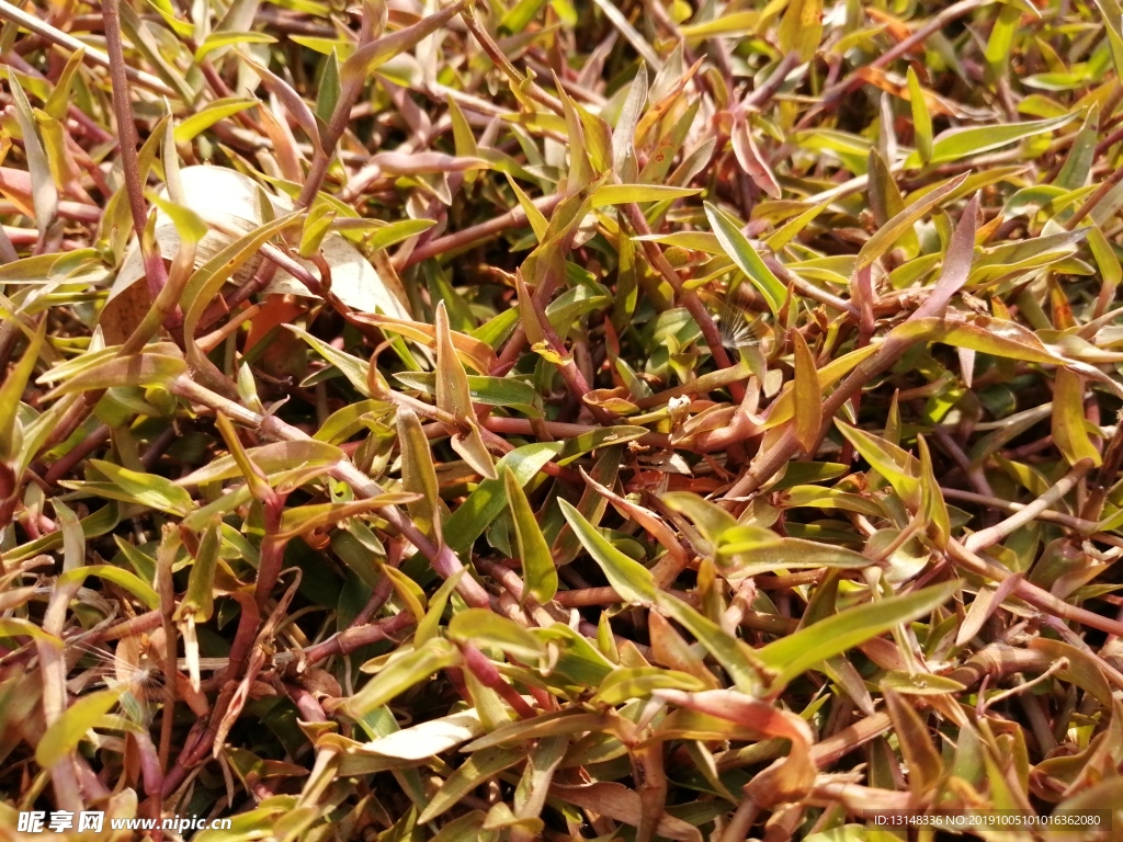 草