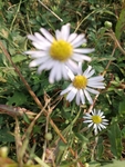 雏菊