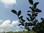 茶