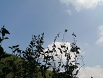 茶树