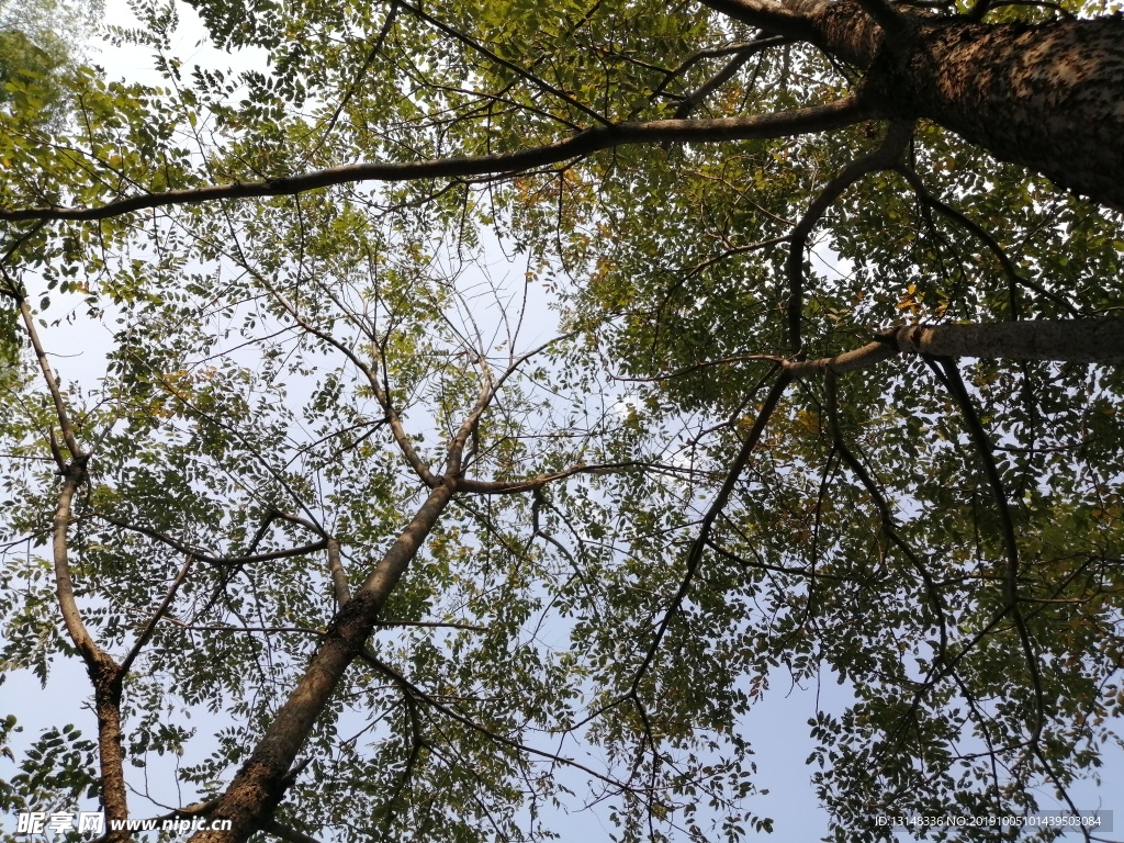 树木