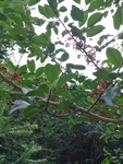 树木