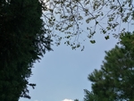 树木