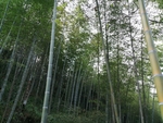 竹子