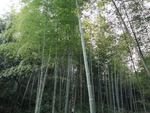竹子
