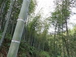 竹林