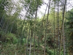 竹林