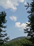 树木