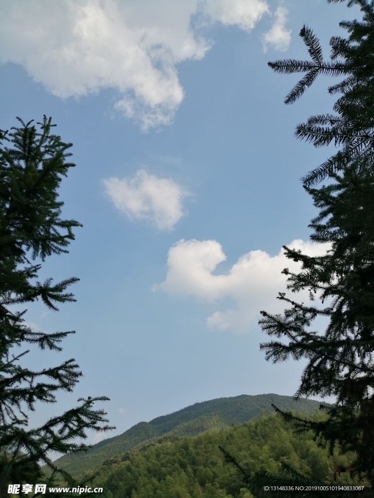 树木