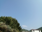 竹子