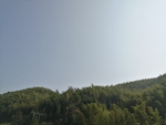 竹子