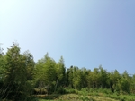 竹子
