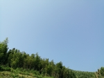 竹子