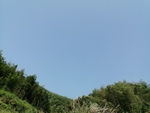 竹子