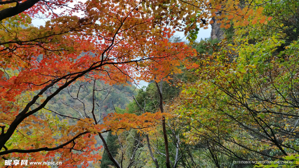 秋天山里的枫叶