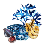 海洋主题插画图案