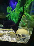 海洋生物