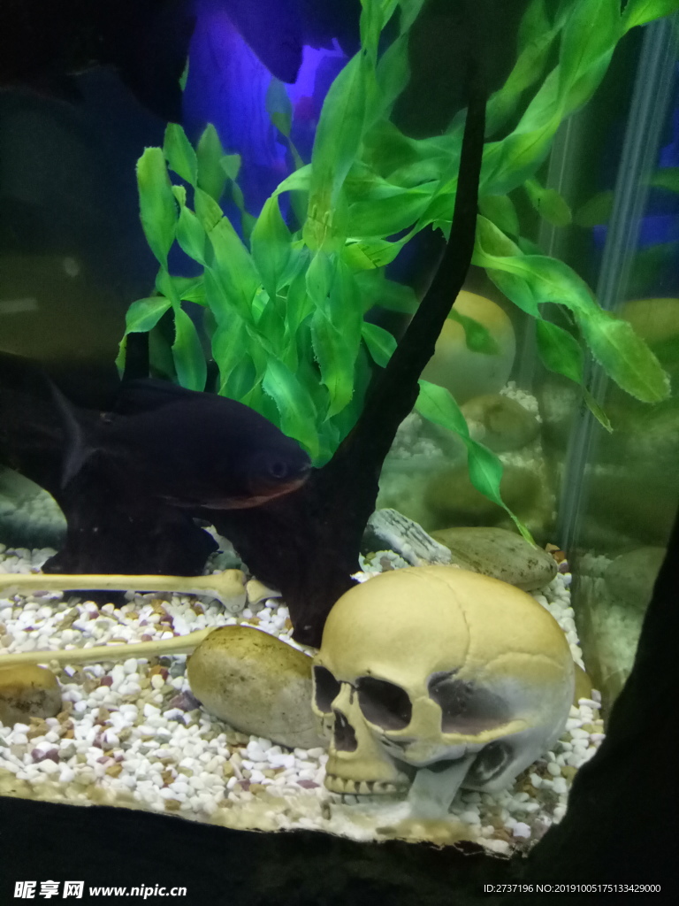 海洋生物