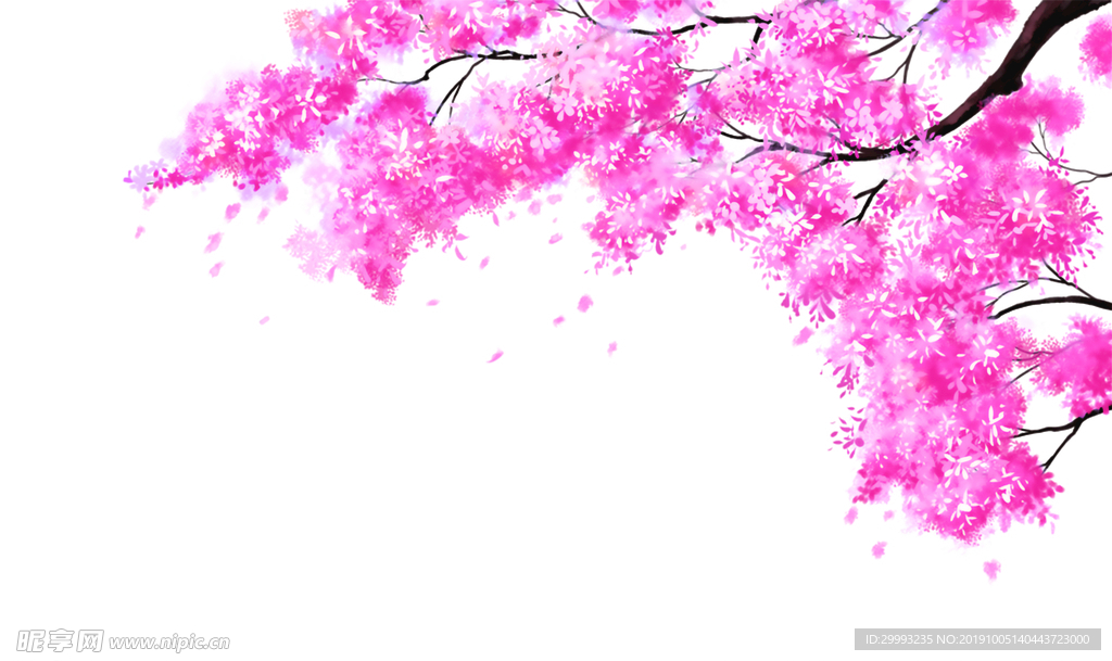 樱花