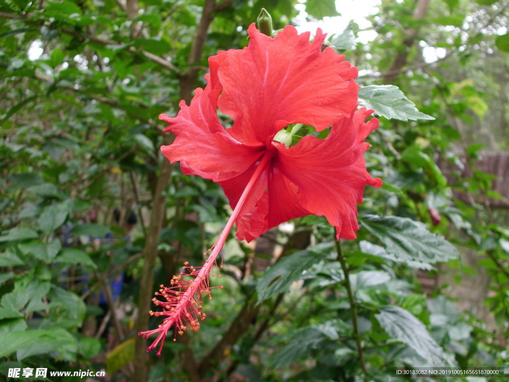 花