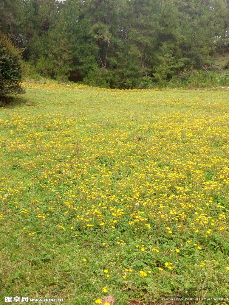 野花草地