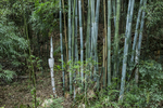 粉单竹