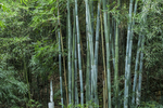 楠竹