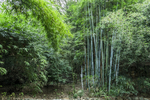 竹林