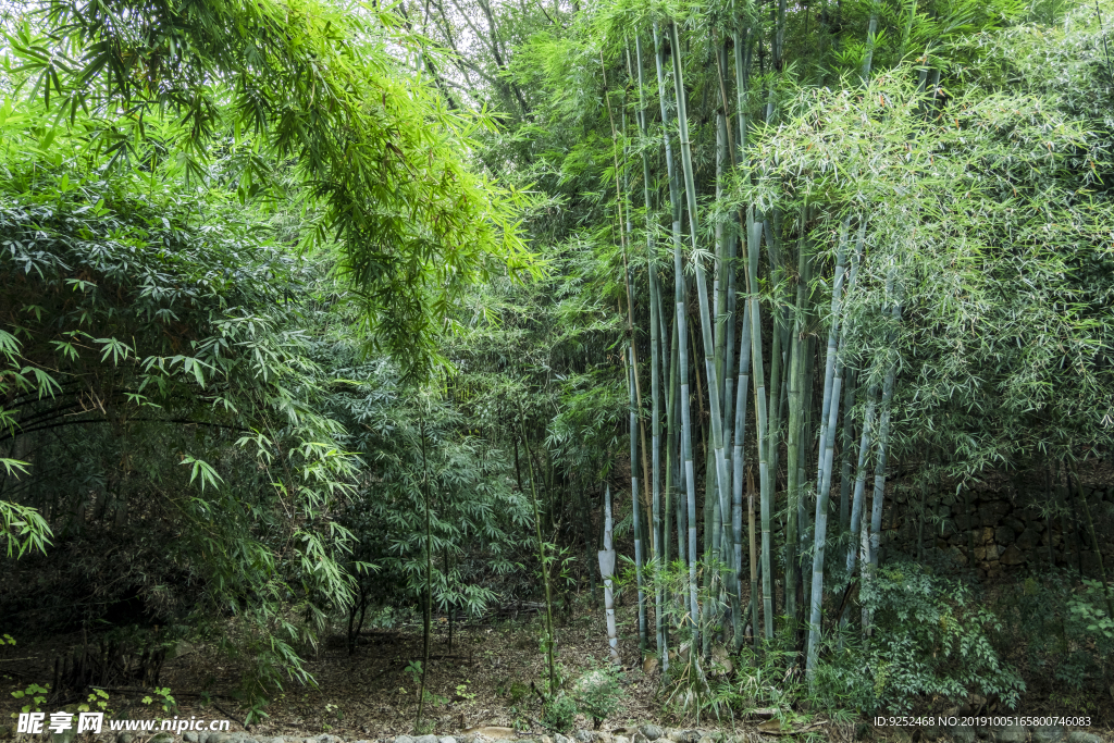 竹林