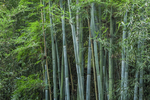 粉单竹
