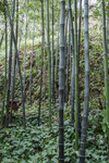黑竹