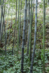 紫竹