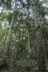 山林