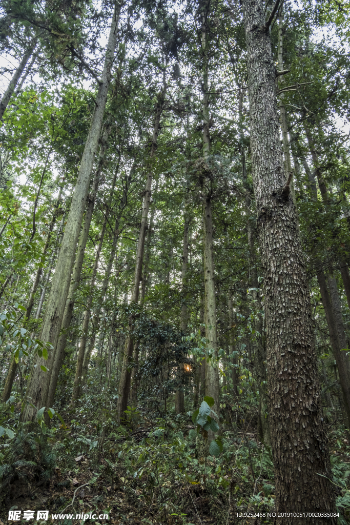 山林