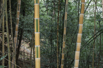 黄金间碧竹